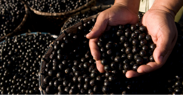 Acai: Properties, Uses, and Contraindications of the Berries