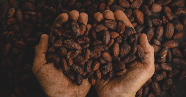 Die Entdeckung von Kakao: Natürliches Aphrodisiakum und viele andere Eigenschaften.