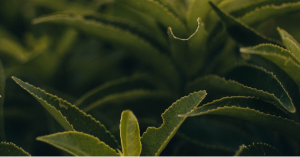 Camellia Sinensis: Die Teepflanze