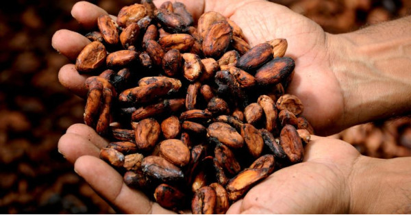 Cacao Criollo: La Variedad de Cacao Más Preciada y Rara del Mundo