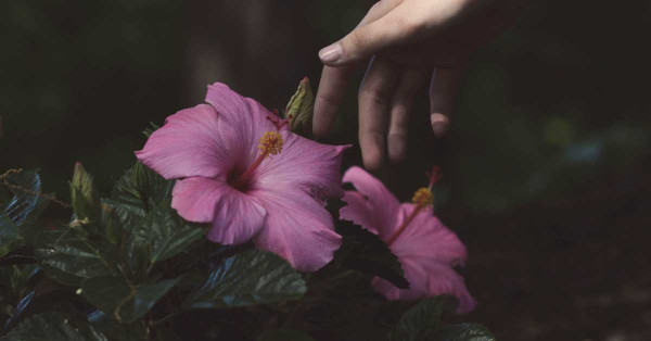 Hibiscus Flowers: Benefits and Recipe for Hibiscus Tea