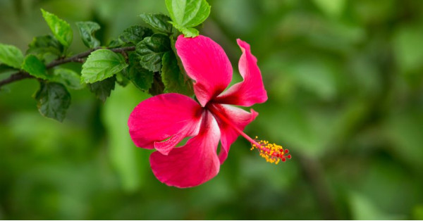 Hibiscus: Properties, Benefits, and Plant Care