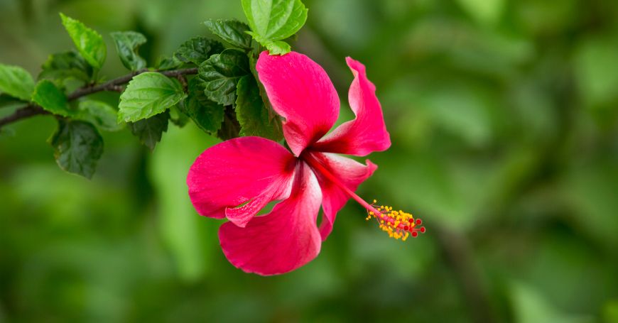 Hibisco: Propiedades, Beneficios y Cuidado de la Planta