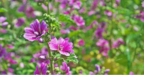 Mallow: Properties, Benefits, Uses, and Contraindications