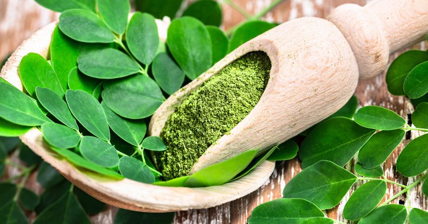 Moringa (Moringa Oleifera) : propriétés, bienfaits et utilisations