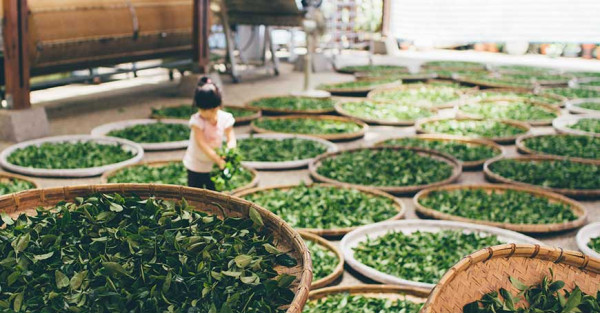 Sencha, Japanese Green Tea: Properties and Preparation