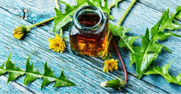 Dandelion: Properties, Uses, and Contraindications