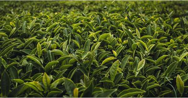 Grüner Tee: Was ist es, Geschichte, Rolling, Oxidation und Terroir