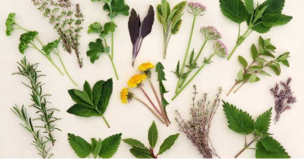 Homemade Draining Herbal Teas: What Are the Best Draining Herbs?