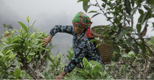 Viaje a Vietnam 2019 descubriendo los lugares del té