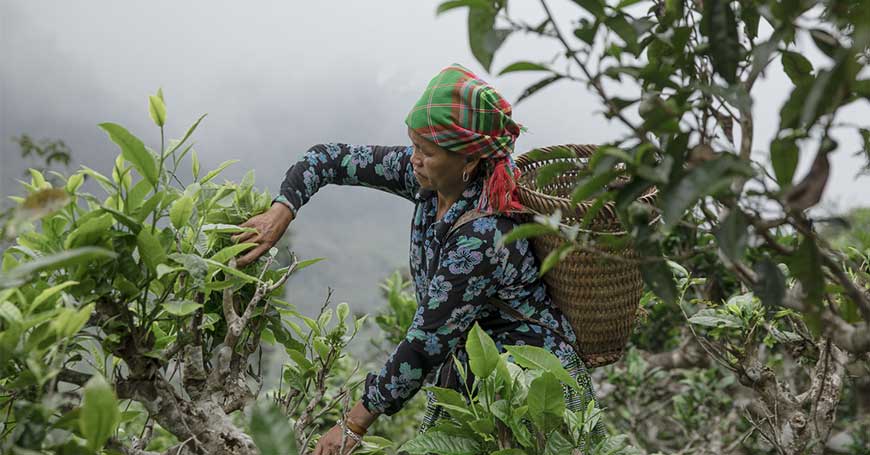 Reise nach Vietnam 2019 zur Entdeckung der Teestätten