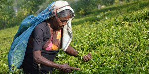 Tee aus Sri Lanka