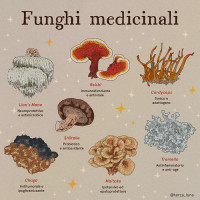 Mushroom boost -adaptogenic mushroom mix-