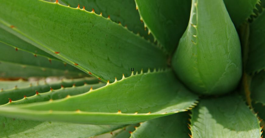 hojas de aloe vera