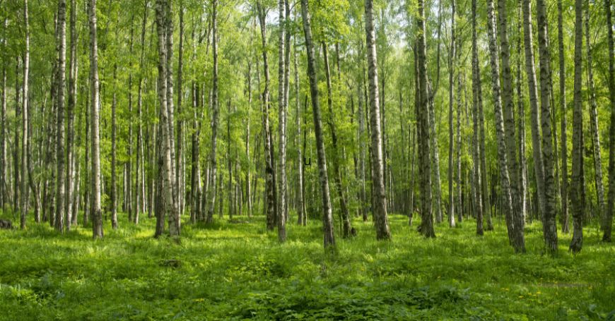 alberi di betulla