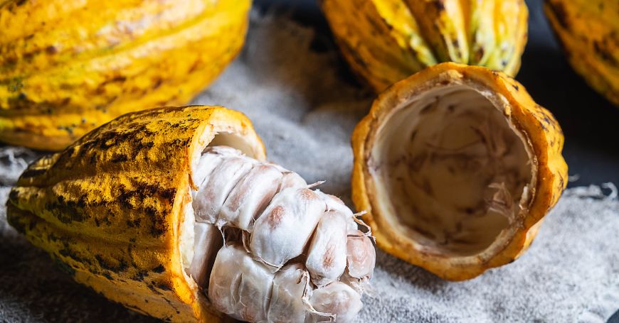 Criollo Cacao: The Rarest and Most Precious in the World