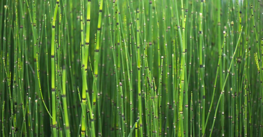 horsetail plant