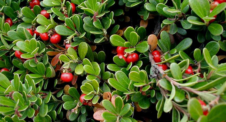 bearberry for kidney cleansing