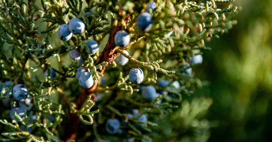 juniper plant