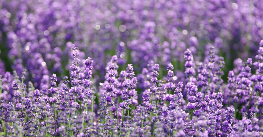 flores de lavanda