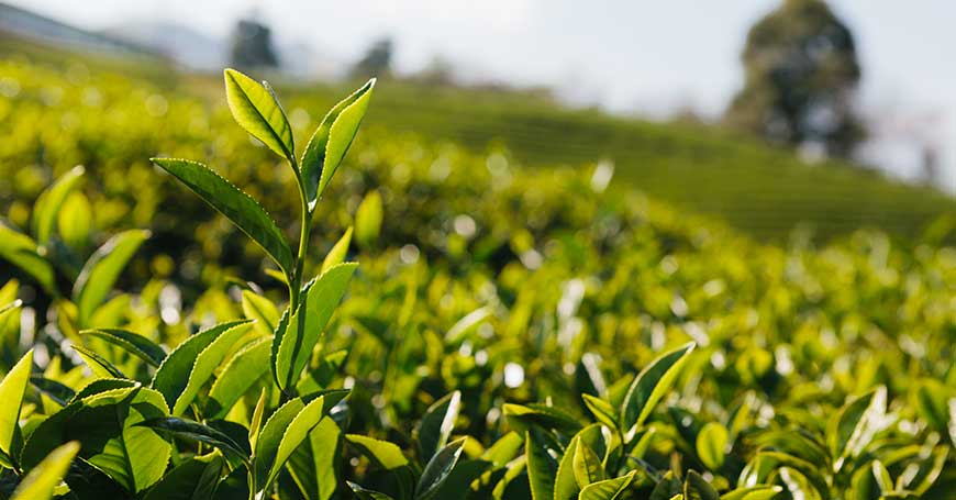 plantación de té