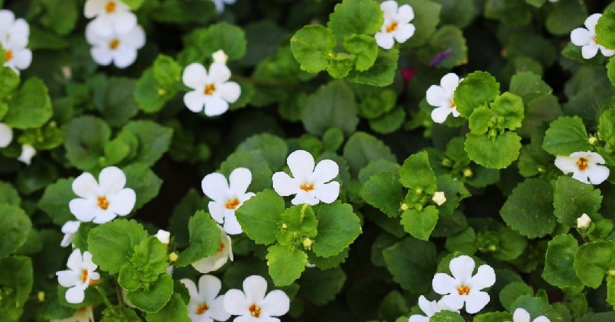 bacopa for memory improvement