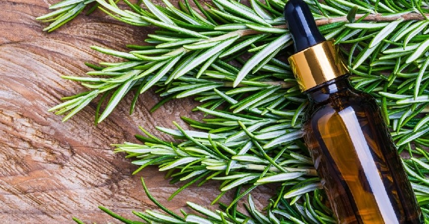 rosemary essential oil for memory and concentration