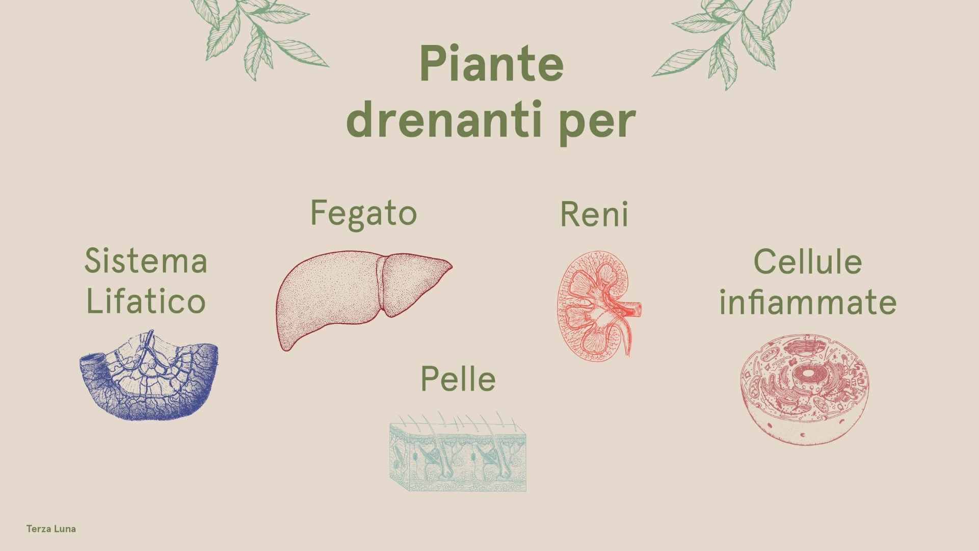 liste des plantes drainantes