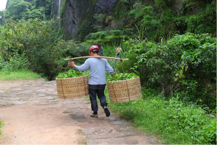 El transporte de los Tés Oolong en los montes Wuyi