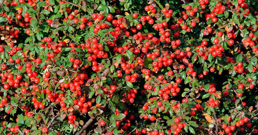 plantes de busserole